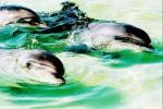 Three dolphins, 1993 giclee art print