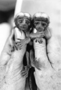 MirrorPix art print