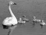 Whooper swan and her cygnets giclee art print