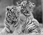 MirrorPix art print