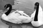 Young cygnet giclee art print