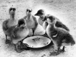 Young goslings giclee art print