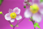 Anemone japonica, Anemone - Japanese anemone art print