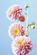 Dahlia, Dahlia art print