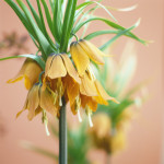 Fritillaria imperialis, Fritillary - Crown imperial fritillary art print