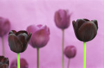 Tulipa 'Queen of theNight', Tulip art print
