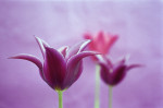 Tulipa, Tulip art print