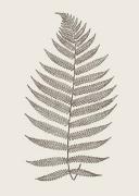 Modern Editions art print