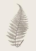 Modern Editions art print