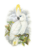 William Hart art print