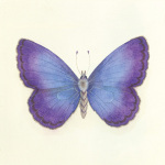 Sophie Golaz art print