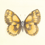 Sophie Golaz art print