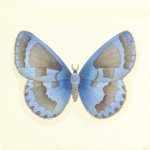 Sophie Golaz art print