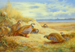 Archibald Thorburn art print
