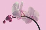 Katja Marzahn art print