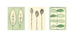 Ruth Green art print