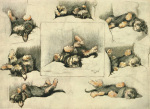 Cecil Aldin art print