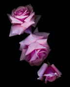 Botanical Harmonies I art print