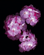 Botanical Harmonies II art print