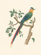 Jacques Barraband art print
