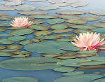 Lily Pool art print