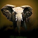 Bobbie Goodrich art print