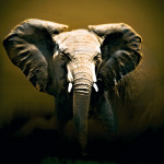 On Safari art print