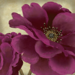 Peony Dusk I art print