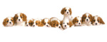 Puppy Love II art print