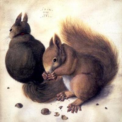 Squirrels art print by Albrecht Durer