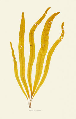Alaria Esculenta art print by Anonymous