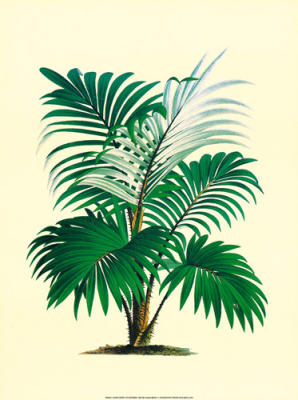 Calamus Lindeni art print by Anonymous