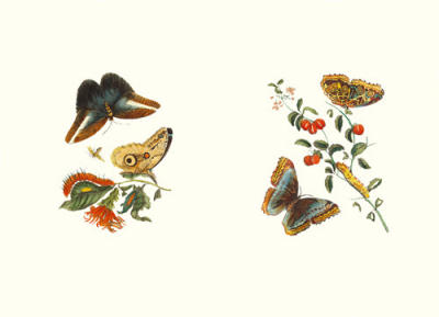 Entomology I art print by Anonymous