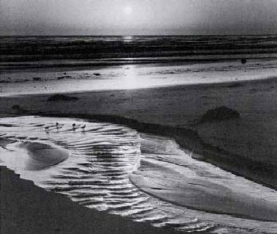 Birds On A Beach art print by Ansel Adams