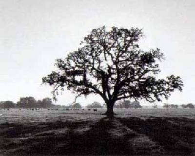 Oak Tree, Sunrise art print by Ansel Adams