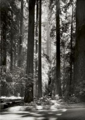 Redwoods, Founders Grove