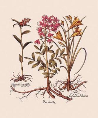 Botanical I art print by Basilius Besler