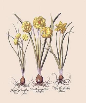 Botanical II art print by Basilius Besler