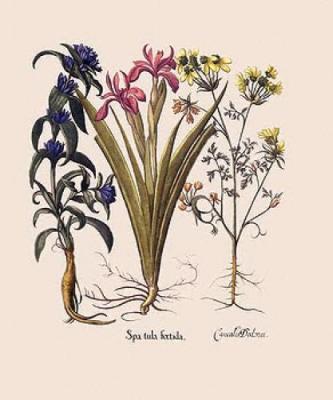 Botanical IV art print by Basilius Besler