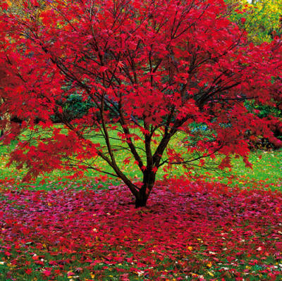 Acer