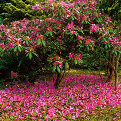 Rhododendron