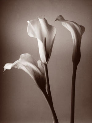 Calla Lily art print by Bill Philip
