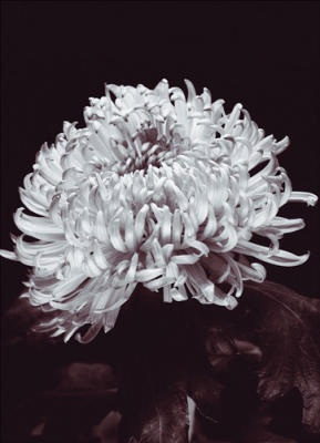 Chrysantemum art print by Bill Philip