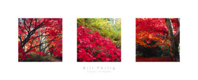Colours of Autumn art print by Bill Philip