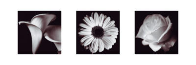 Flower Panel art print by Bill Philip