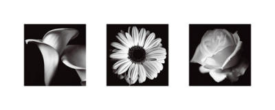 Flower Panel art print by Bill Philip