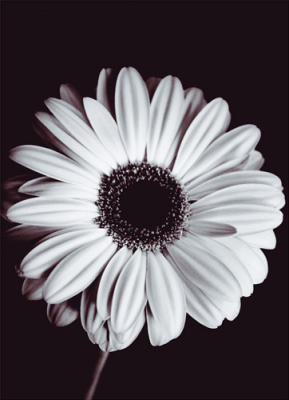 Gerbera