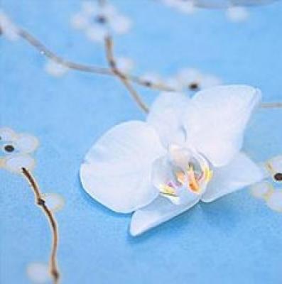 Japura I art print by Bill Philip