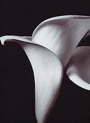 Lilies art print by Bill Philip