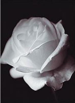 Rose art print by Bill Philip